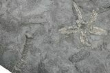 Ordovician Fossil Brittle Star (Stenaster) - Ontario #224908-2